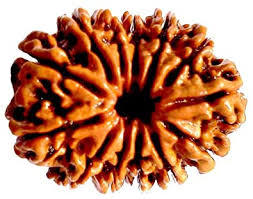 13 Mukhi Rudraksha - Oval Shape, Brown Color | Authentic Rudraksha Seed From Nepal