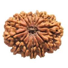 14 Mukhi Rudraksha - Round Shape, Brown Color | Authentic Rudraksha Seed From Nepal With 14 Distinct Faces