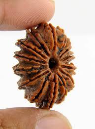14 Mukhi Rudraksha - Round Shape, Brown Color | Authentic Rudraksha Seed From Nepal With 14 Distinct Faces
