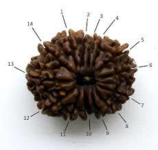 14 Mukhi Rudraksha - Round Shape, Brown Color | Authentic Rudraksha Seed From Nepal With 14 Distinct Faces