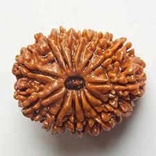 14 Mukhi Rudraksha - Round Shape, Brown Color | Authentic Rudraksha Seed From Nepal With 14 Distinct Faces