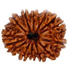 14 Mukhi Rudraksha - Round Shape, Brown Color | Authentic Rudraksha Seed From Nepal With 14 Distinct Faces