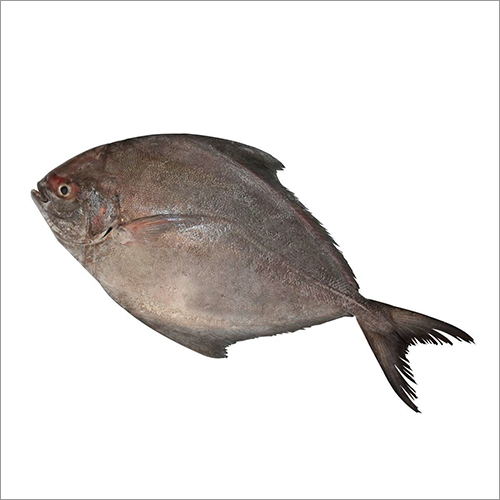 ब्लैक पोम्फ्रेट (हल्वो-अडाडियो)