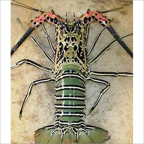 रॉक लॉबस्टर (टाइटन)