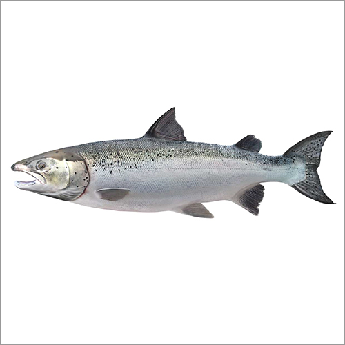 सैल्मन फिश