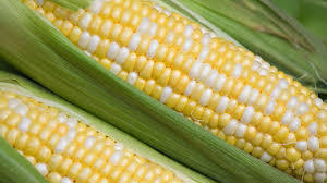 Yellow Corn