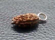 1 Mukhi Rudraksh