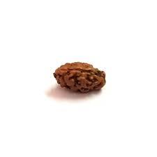 1 Mukhi Rudraksh