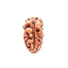 1 Mukhi Rudraksh
