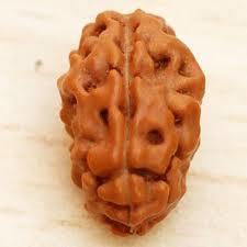 2 Mukhi Rudraksh