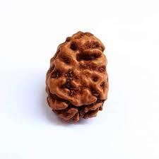 2 Mukhi Rudraksh