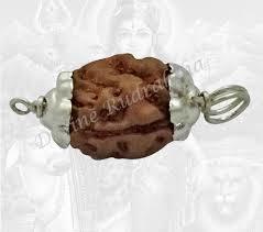 2 Mukhi Rudraksh