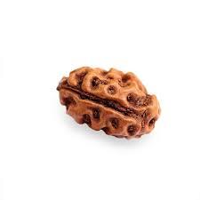 2 Mukhi Rudraksh