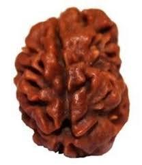 2 Mukhi Rudraksh