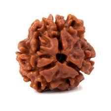3 Mukhi Rudraksh