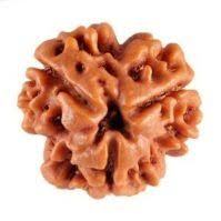 3 Mukhi Rudraksh