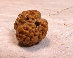 3 Mukhi Rudraksh