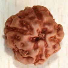4 Mukhi Rudraksha - Brown Round Rudraksha Seed, 4 Faces For Spiritual Energy