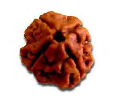 4 Mukhi Rudraksha - Brown Round Rudraksha Seed, 4 Faces For Spiritual Energy