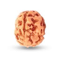 4 Mukhi Rudraksha - Brown Round Rudraksha Seed, 4 Faces For Spiritual Energy