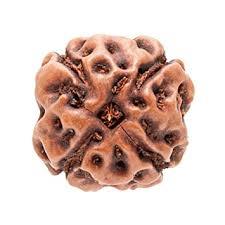 4 Mukhi Rudraksha - Brown Round Rudraksha Seed, 4 Faces For Spiritual Energy