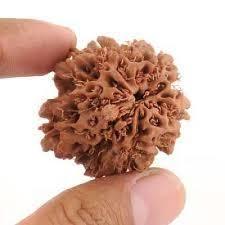 5 Mukhi Rudraksha - Brown Variable Size Round Rudraksha Seed | 5 Faces, Authentic Nepal Origin