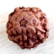 5 Mukhi Rudraksha - Brown Variable Size Round Rudraksha Seed | 5 Faces, Authentic Nepal Origin