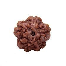5 Mukhi Rudraksha - Brown Variable Size Round Rudraksha Seed | 5 Faces, Authentic Nepal Origin