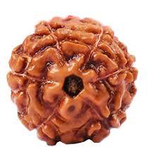6 Mukhi Rudraksha