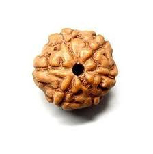 6 Mukhi Rudraksha