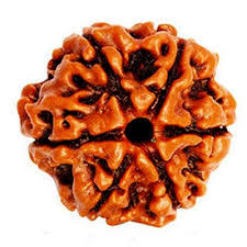 6 Mukhi Rudraksha