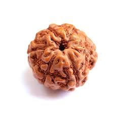 6 Mukhi Rudraksha