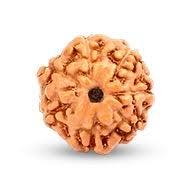 7 Mukhi Rudraksha
