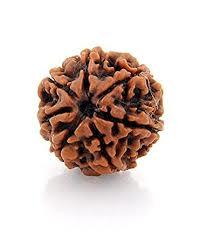 7 Mukhi Rudraksha