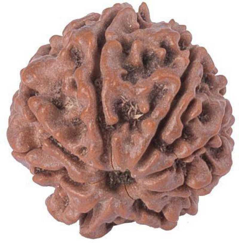 7 Mukhi Rudraksha