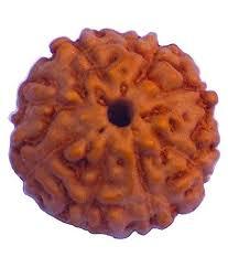8 Mukhi Rudraksh - Rudraksha Seed, Varying Size, Brown Color | Authentic Spiritual Amulet For Meditation And Energy Alignment
