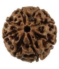 8 Mukhi Rudraksh - Rudraksha Seed, Varying Size, Brown Color | Authentic Spiritual Amulet For Meditation And Energy Alignment