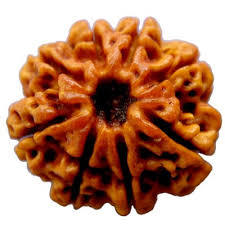 8 Mukhi Rudraksh - Rudraksha Seed, Varying Size, Brown Color | Authentic Spiritual Amulet For Meditation And Energy Alignment