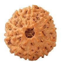 10 Mukhi Rudraksha - Brown Round Seed | Made From Sacred Rudraksha, 10 Mukhi Design