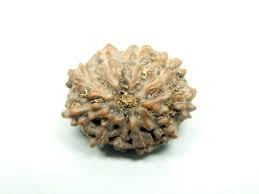 10 Mukhi Rudraksha - Brown Round Seed | Made From Sacred Rudraksha, 10 Mukhi Design