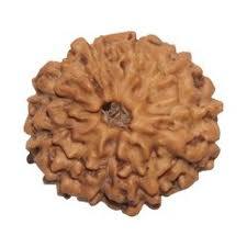 10 Mukhi Rudraksha - Brown Round Seed | Made From Sacred Rudraksha, 10 Mukhi Design