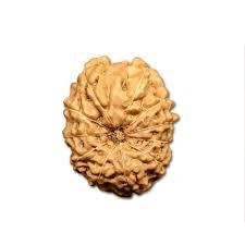 11 Mukhi Rudraksha - Brown Rudraksha Seed, Round Shape With 11 Faces | Spiritual Energy Enhancer