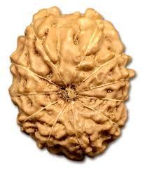 11 Mukhi Rudraksha - Brown Rudraksha Seed, Round Shape With 11 Faces | Spiritual Energy Enhancer