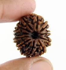 11 Mukhi Rudraksha - Brown Rudraksha Seed, Round Shape With 11 Faces | Spiritual Energy Enhancer