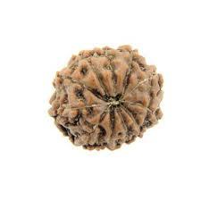 11 Mukhi Rudraksha - Brown Rudraksha Seed, Round Shape With 11 Faces | Spiritual Energy Enhancer