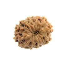 12 Mukhi Rudraksha