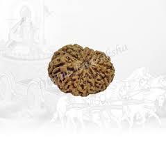 12 Mukhi Rudraksha