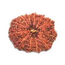 12 Mukhi Rudraksha