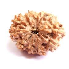 12 Mukhi Rudraksha
