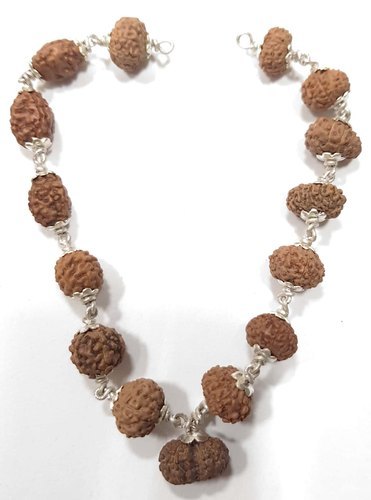 2 Mukhi Rudraksh